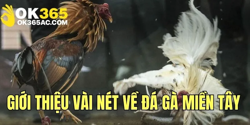 Giới thiệu vài nét về hình thức đá gà miền Tây hấp dẫn