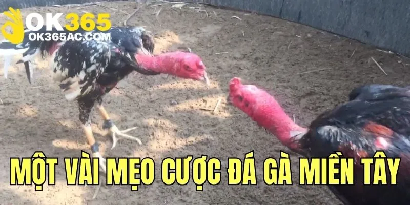 Tham khảo một vài mẹo cược chọi gà miền Tây